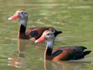 Black-Bellied Whistling Duck (WWT Slimbridge May 2013) - pic by Nigel Key